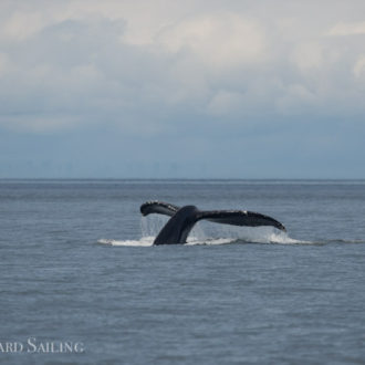 Sailing to our favorite wildlife refuges and meeting a humpback whale MMX0007 “Bond”