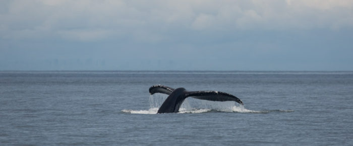 Sailing to our favorite wildlife refuges and meeting a humpback whale MMX0007 “Bond”