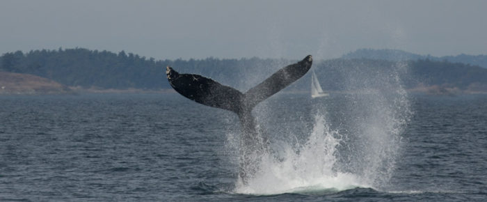 A sail with humpback MMX0007 “Bond”