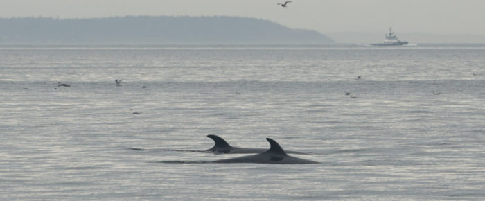 Sailing with 3 minkes and humpback whale MMX0006