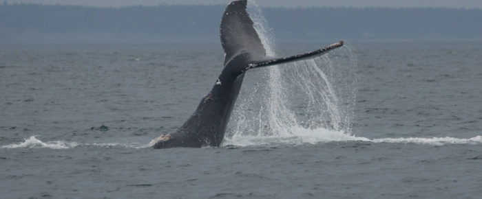 A wild humpback encounter with MMX0006 aka “Double Drop”