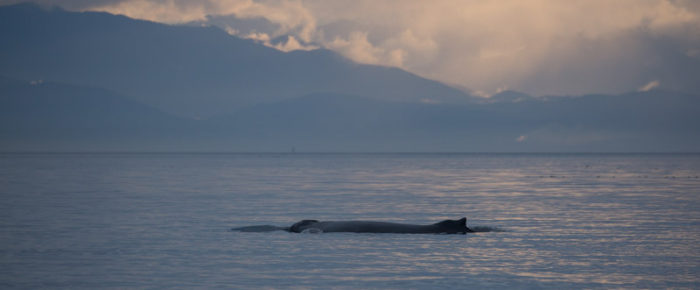 A mystical sail with fog, sunshine and a humpback BCX1057 aka ‘Divot’