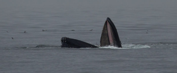 A fantastic sail with orcas T100’s and a lunge feeding humpback MMX0006