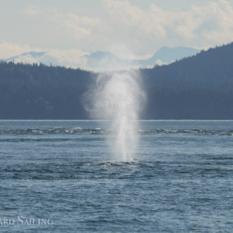 A day of Changing conditions with a glimpse of J11’s and two Humpback Whales  BCY0160 “Heather” and BCY0458 “Raptor”