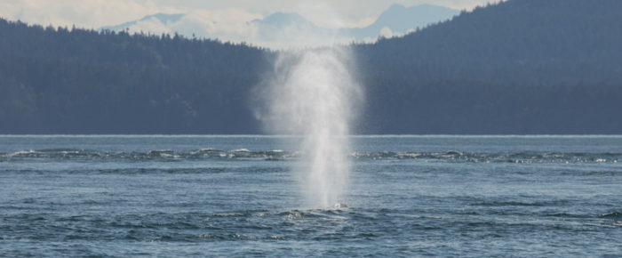 A day of Changing conditions with a glimpse of J11’s and two Humpback Whales  BCY0160 “Heather” and BCY0458 “Raptor”
