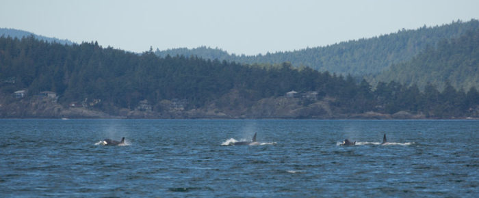 Sail with orcas T35A’s and T38A’s plus humpback MMX0007 by Green Pt