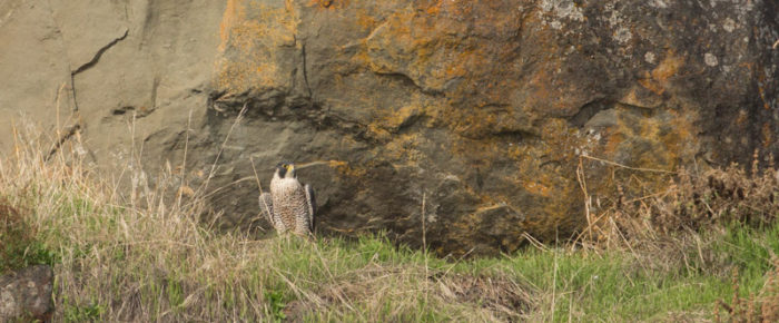 Half day sail with lots of wildlife plus a minke near White Rock