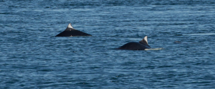 A perfect full day sail including two minkes and Dalls porpoise