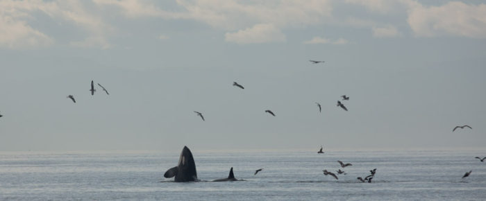 Our final sail of the season – sailing with orcas T37A’s and T99’s Our final sail of the season – sailing with orcas T37A’s and T99’s