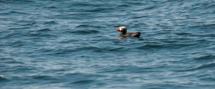 A rare find – a tufted puffin!