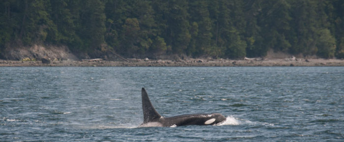 A sail in Rosario with orcas – T34’s, T37, T37B’s & T51