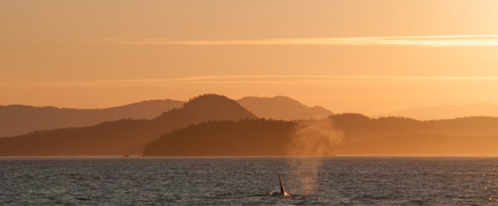 Orcas galore! T36’s, T37A1, T46’s, T99’s, T122 and T77’s