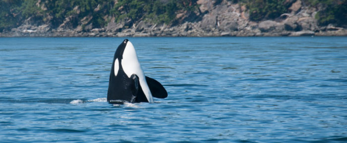 Epic sail with Biggs/Transient orcas T34’s, T37 and T37B’s