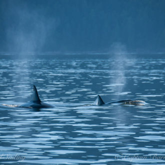 Biggs/Transient orcas T34’s, T37 and T37B’s near Barnes and Clark