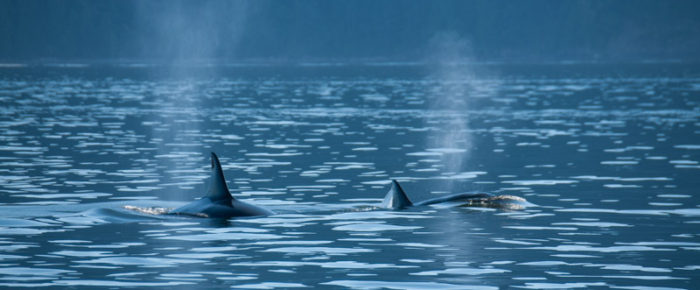 Biggs/Transient orcas T34’s, T37 and T37B’s near Barnes and Clark