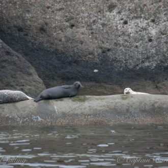 A fantastic sail to our favorite wildlife refuges