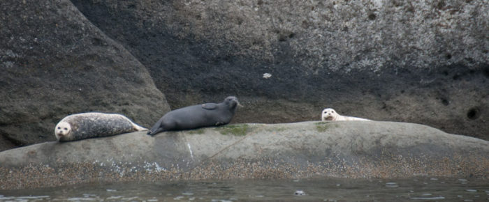 A fantastic sail to our favorite wildlife refuges