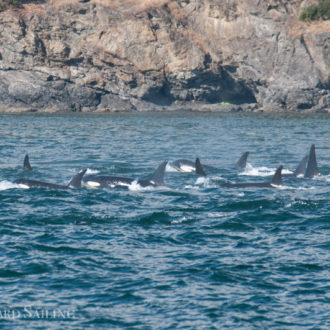 Epic sail with 44 orcas!