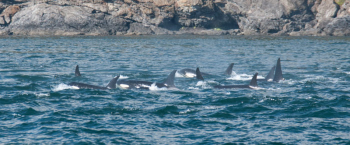 Epic sail with 44 orcas!