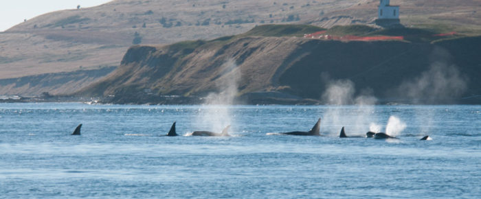 Orcas T34’s, T37, T37B’s, and T46’s outside of Friday Harbor