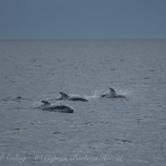 Sailing with dolphins and Southern Resident orcas from K and L pods
