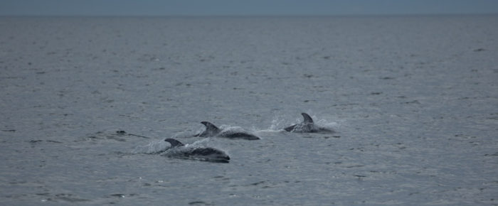 Sailing with dolphins and Southern Resident orcas from K and L pods