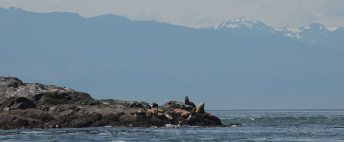 Half day sail to Whale Rocks