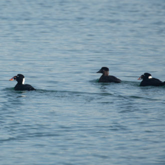 Wildlife spotting as we sailed to Long Island