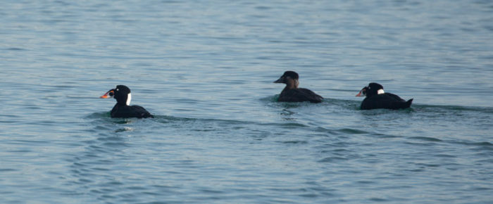 Wildlife spotting as we sailed to Long Island
