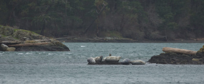 Sailing north, south, east or west?