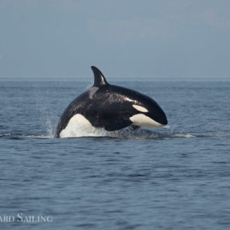 Sailing with Biggs/Transient Orcas T49A’s and T71’s near Patos