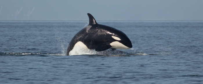 Sailing with Biggs/Transient Orcas T49A’s and T71’s near Patos