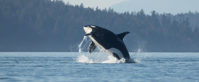 Southern Resident J Pod Orcas visit Friday Harbor