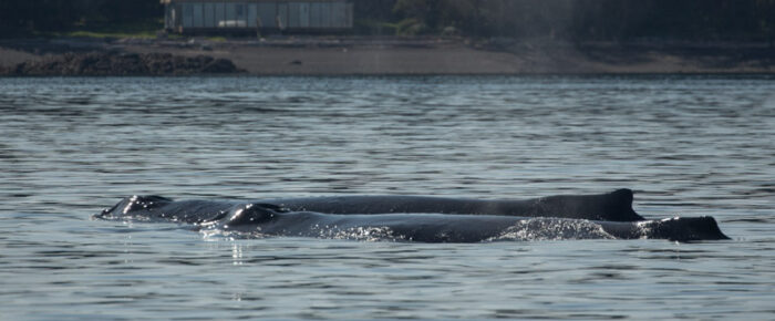 Humpbacks BCY0324 ‘Big Mama’ & BCX1193 ‘Zig Zag’ pass Friday Harbor