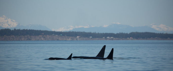 Biggs/Transient orcas T101’s head to Boundary Pass