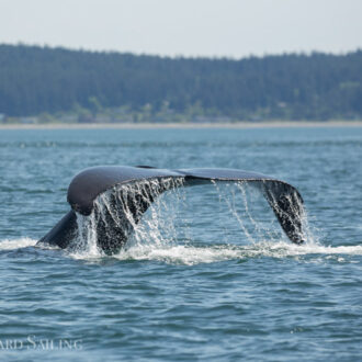 Three humpbacks visit Friday Harbor on Mother’s Day