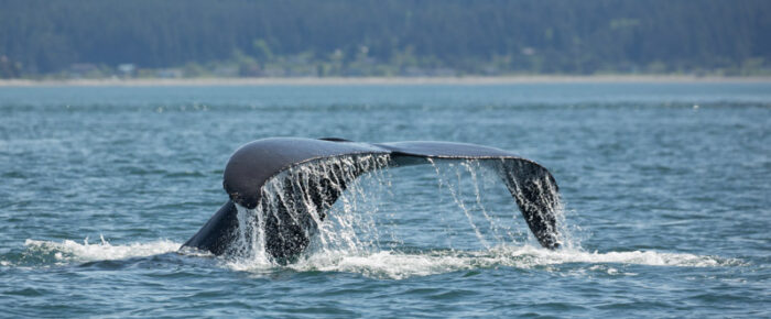 Three humpbacks visit Friday Harbor on Mother’s Day