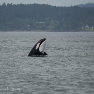 Biggs/Transient orca family T123’s pass Friday Harbor