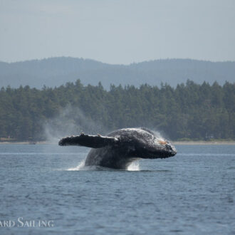 Humpbacks BCX0837 ‘Tempest’ and BCX1057 ‘Divot’ pass Friday Harbor