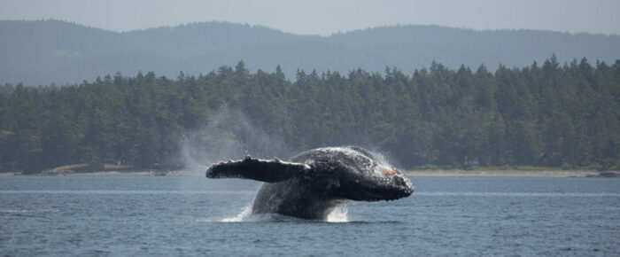 Humpbacks BCX0837 ‘Tempest’ and BCX1057 ‘Divot’ pass Friday Harbor