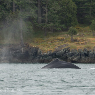 Humpback BCY0771 “Bump” passes Friday Harbor