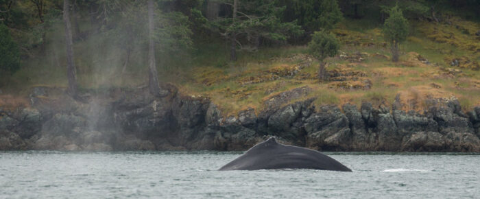 Humpback BCY0771 “Bump” passes Friday Harbor