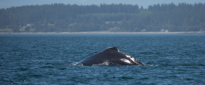 Humpback whale BCX1358 “Frankenstein” passes Friday Harbor