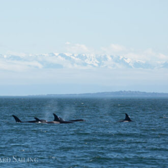 A sail with the T65A’s, T34’s, T37 and the T37B’s by Stuart