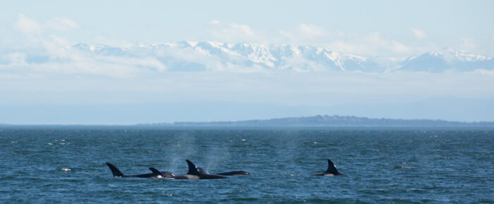 A sail with the T65A’s, T34’s, T37 and the T37B’s by Stuart