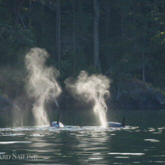 Humpbacks at Boiling Reef and Orcas T46B’s near Friday Harbor