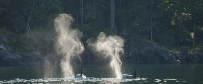 Humpbacks at Boiling Reef and Orcas T46B’s near Friday Harbor