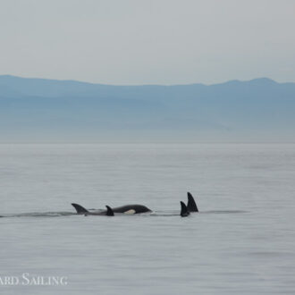 T46B’s and T49A’s and a sail around San Juan Island