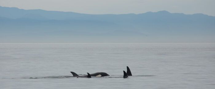 T46B’s and T49A’s and a sail around San Juan Island