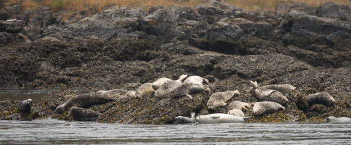 Short sail from Friday Harbor
